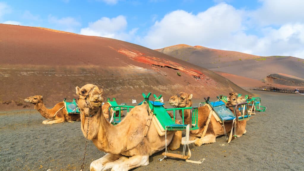 Camels in Timanfaya National Park waiting for tourists, Lanzarote, Canary Islands, Spain
