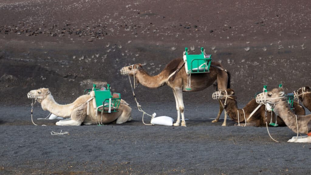 Relaxing and waiting camels, ready for new tourists to carry them on a trip in the desert and volcanic hills. Timanfaya National Park, Lanzarote, Canary Islands, Spain.