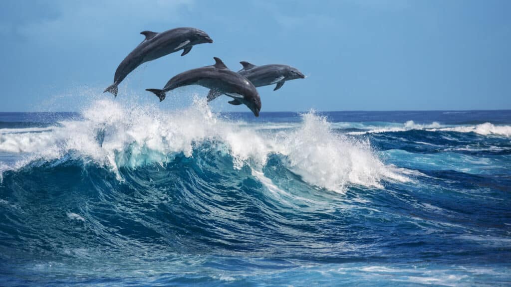 Three beautiful dolphins jumping over breaking waves