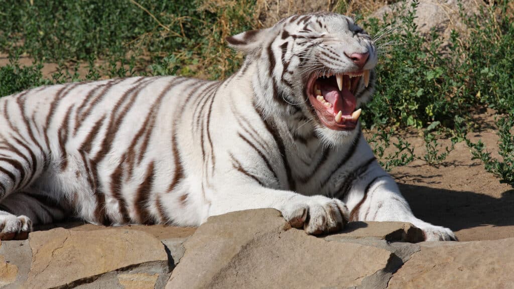 White tiger lying on the shore of the pond at the zoo and yawns